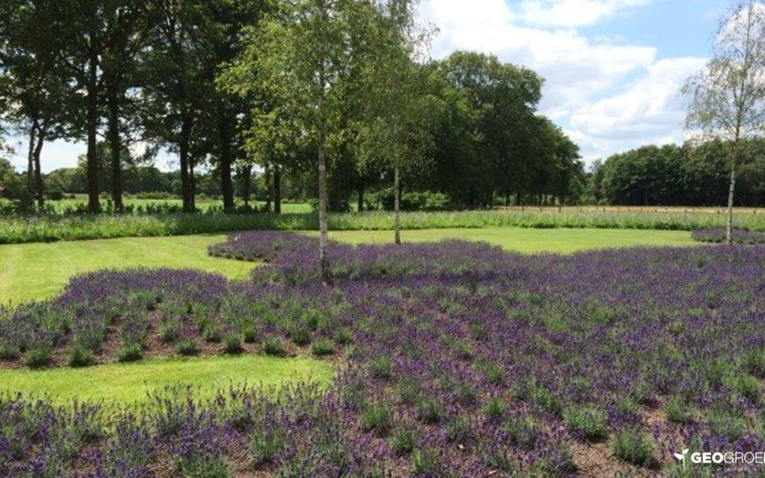 LANDSCHAPSTUIN OMGEVEN DOOR LAVENDEL